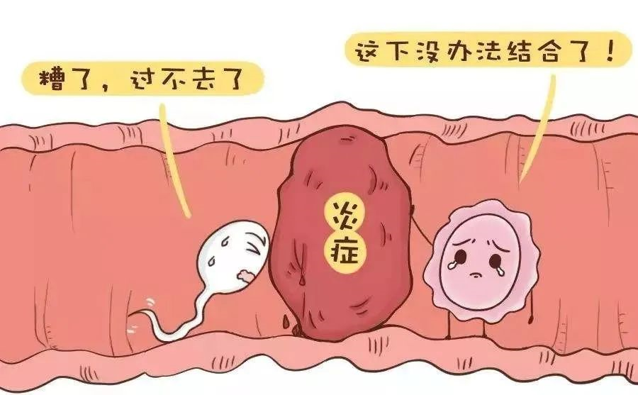 中国和仁助孕网电话|试管婴儿囊胚着床成功的必备条件是什么？