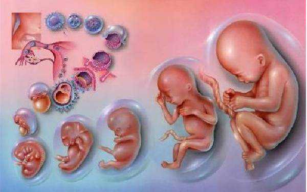 双胞胎代怀_2023上饶三代试管助孕供卵生孩子需要多少钱看这里，附具体费用明